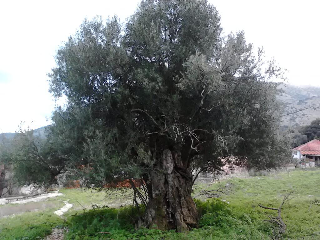 Evangelia Agia Efimia Exterior foto